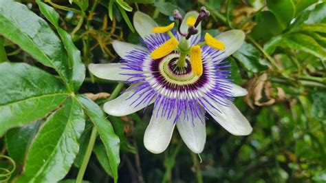Passion Flower Passion Flower – New Beginnings Historic Farm