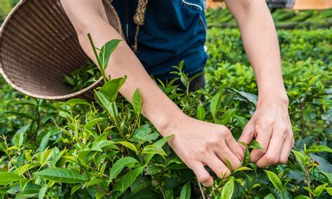 Farm-To-Table 的图像结果