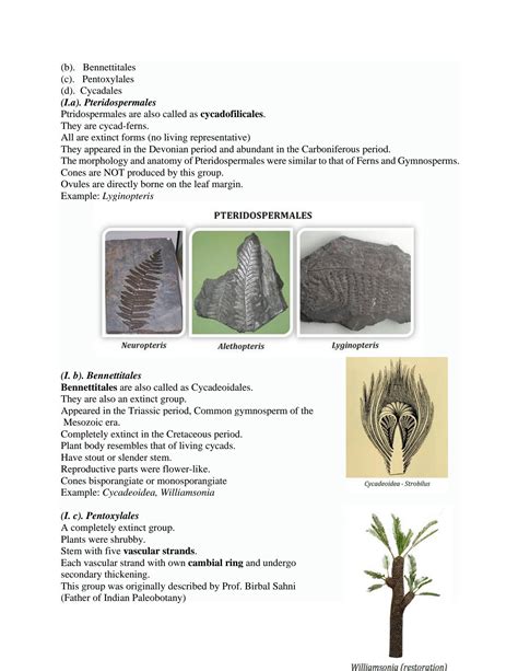 SOLUTION: Classification of gymnosperms by sporne 1 - Studypool