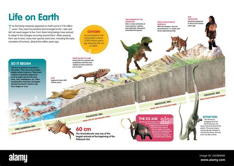 Life Evolution Chart 的图像结果