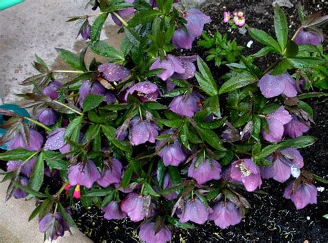 Early Blooming Spring Perennials