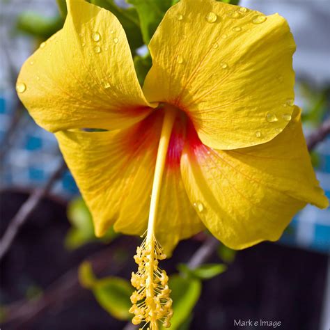 Yellow Hibiscus, Hawaii State flower at Absolute Paradise | Flickr