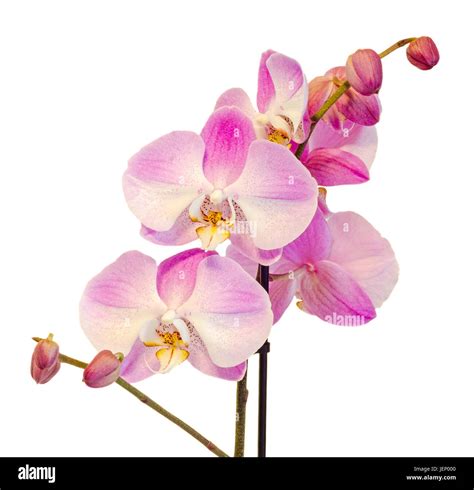 Pink branch orchid flowers, Orchidaceae, Phalaenopsis known as the Moth ...