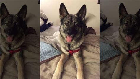 Ohio animal rescue center claims inmates with prison program killed dog ...