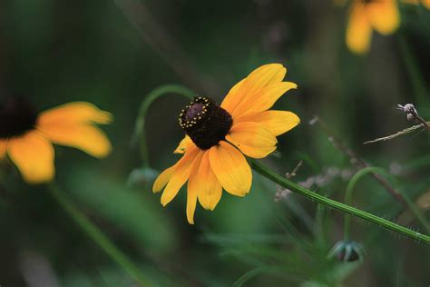 10 Texas Native Landscape Plants To Save Water