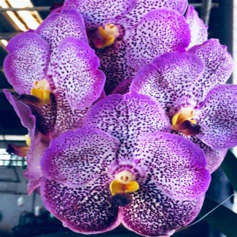 Vanda Orchid V.(Gordon Dillon x Tubtim) x Gordon Dillon Blue Mature