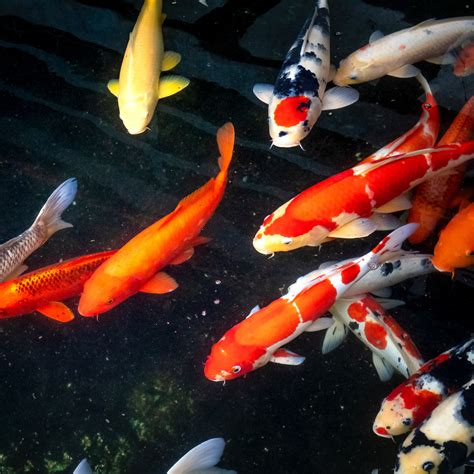 Behavior Of Koi Fish