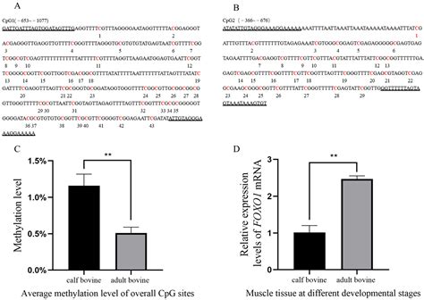 Analysis of Promoter Methylation of the Bovine FOXO1 Gene and Its ...