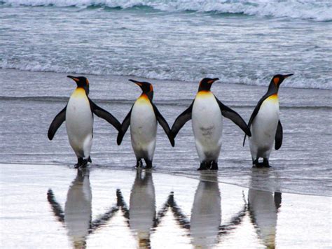 5 most endearing facts about Penguins that make them so lovable | The ...
