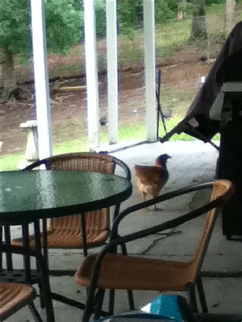 Image result for Prison Breaker Script