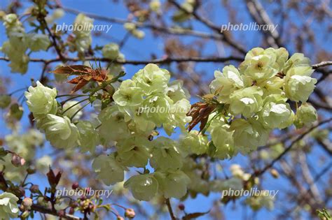 Image result for Inverse Function Graph Reflection