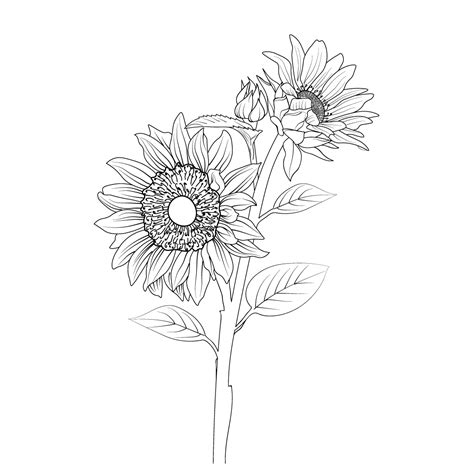 Line Drawing Sunflower