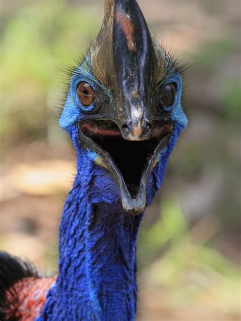 45 Scary-Looking Birds It's Best You Leave Well Alone | eBaum's World