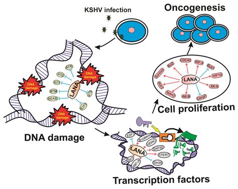 The Role of Gammaherpesviruses in Cancer Pathogenesis