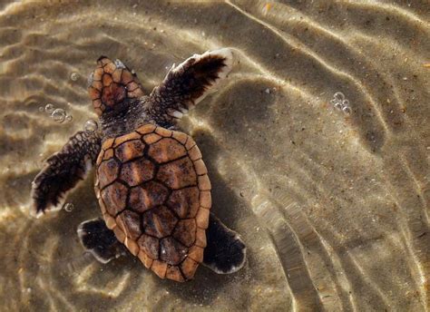 Loggerhead Turtle Migration Patterns 的图像结果