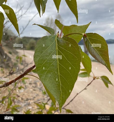 black cottonwood (Populus trichocarpa Stock Photo - Alamy
