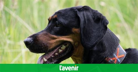 France: un bébé tué par le rottweiler de sa famille - L'Avenir