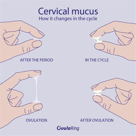 Cervical Changes During Menstrual Cycle 1,200+ Menstrual Cycle Diagram