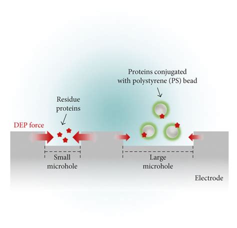 Image result for Protein Separation Process