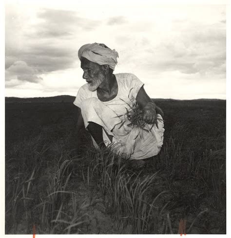 Farmer Picks Crops - India c1950's - Old Indian Photos
