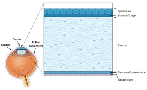 Stroma Eye Diagram