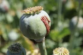 Opium crop ready farmers started worshiping and making an incision on ...