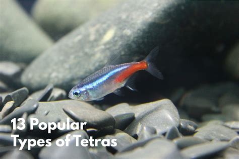 13 Awesome Types of Tetras: Complete Tetra Species Guide | BYA