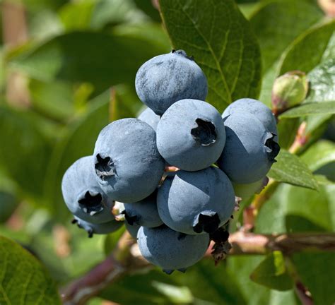 Blueberry Season Arizona at Sidney Hawkins blog