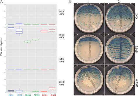 Image result for Enterococcus Faecalis MSA Plate