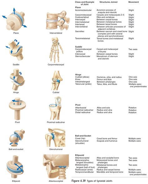 Classification Of Joints Pdf