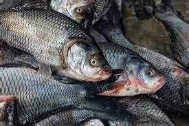 Rohu Fish