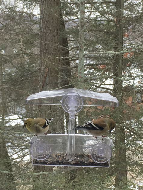 American Goldfinch at window feeder | Birds of New England.com