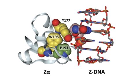 Image result for Z-DNA Function