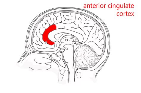 Cingulate cortex Anatomy 的图像结果