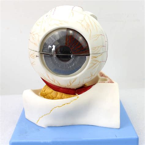 Buy Magnification Human Giant Eye Model Disassembled 8 Parts Human Eye ...