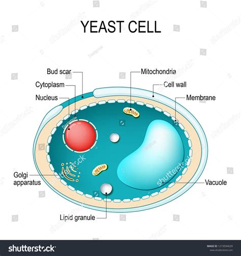 Yeast Cells Images: Browse 3,533 Stock Photos & Vectors Free Download with Trial | Shutterstock