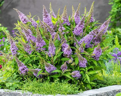Butterfly Bush From Seed at Danica Jones blog