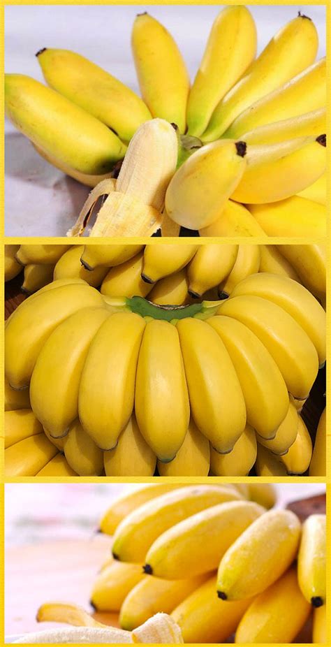 广西香蕉 新鲜水果小米蕉9斤 现摘非红蕉西贡芭蕉 香甜当季香蕉-阿里巴巴