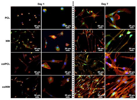 JFB | Special Issue : Biomimetic Materials
