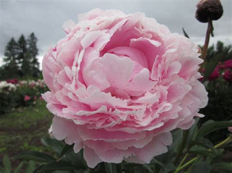 Peony 'Sarah Bernhardt' (Lemoine 1906). Easy to grow herbaceous peony ...