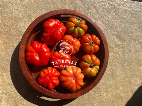 Costoluto Florentino Tomato – Yarroway Farm