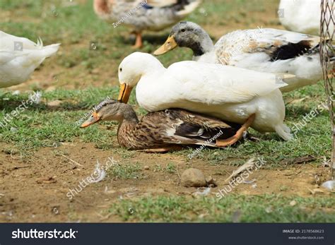 Duck mating 5,439 รายการ ภาพ ภาพสต็อกและเวกเตอร์ | Shutterstock