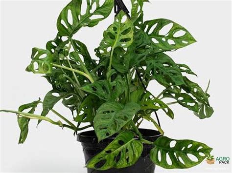 Broken Heart Plant Plant For Sale In India | Online plant nursery