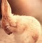 Image result for White Bunny Head PFP