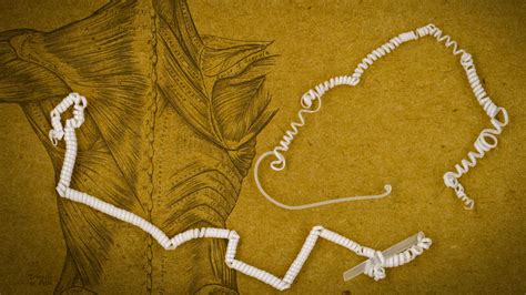 Image result for How to Build Artificial Muscles Move