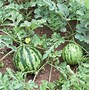 Image result for watermelons