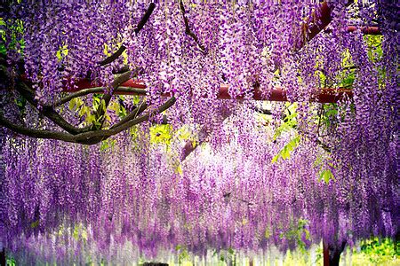 紫藤图片 - 花百科