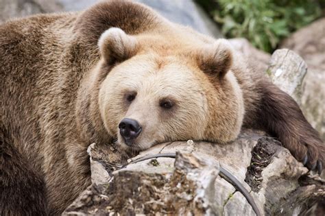Do Bears Eat Honey? Hundreds of Destroyed Beehives Reveal the Answer ...