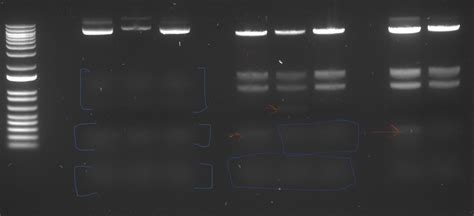 What are those "mirroring" bands in the agarose gel : r/labrats