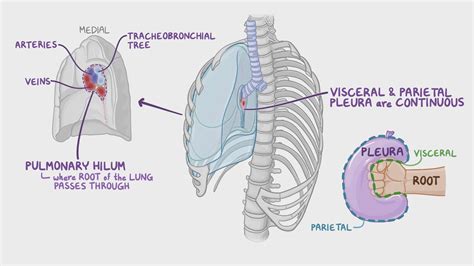 Mediastinum And Pleural Cavity